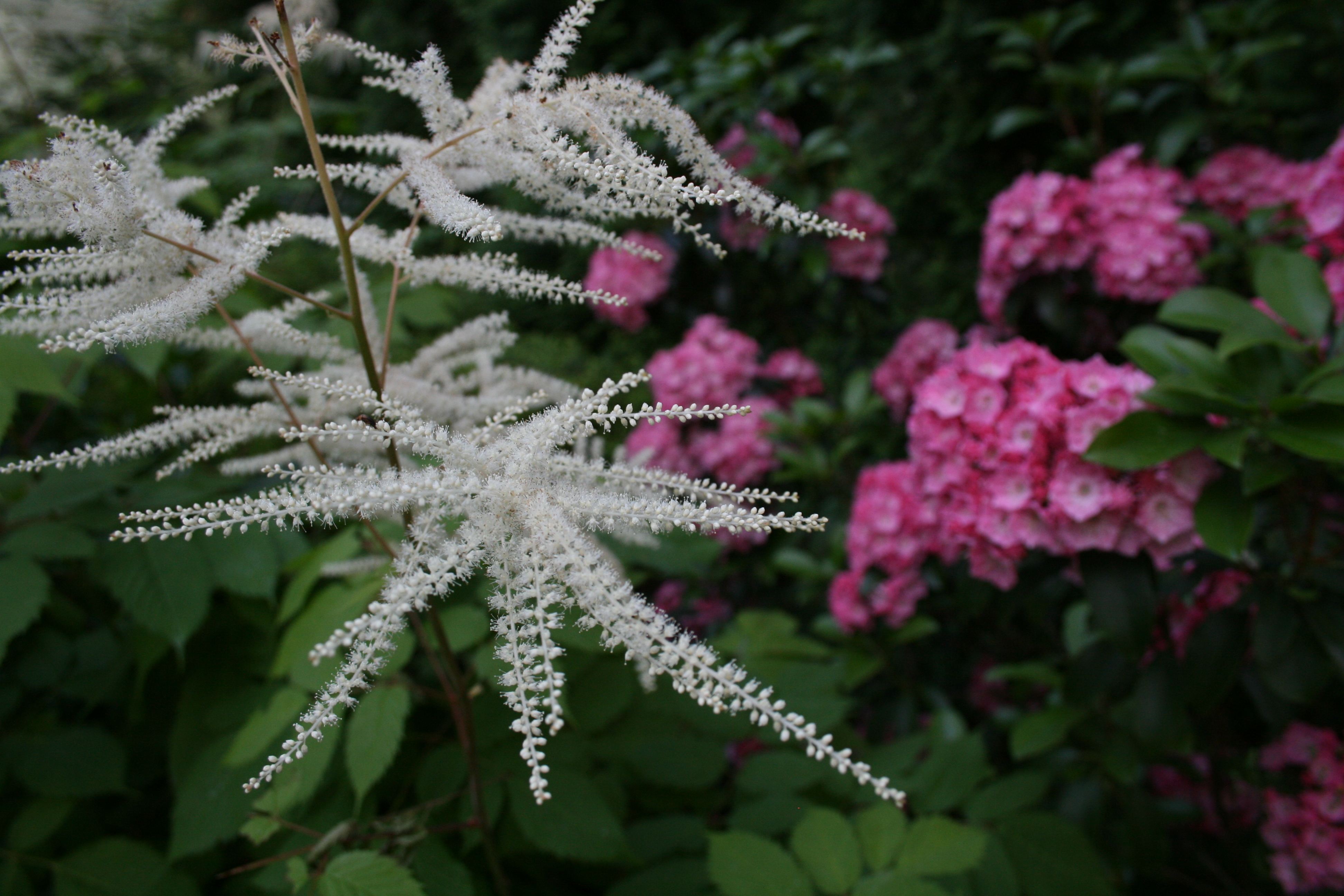 Westport English Garden PetrowGardens; landscape design, landscape